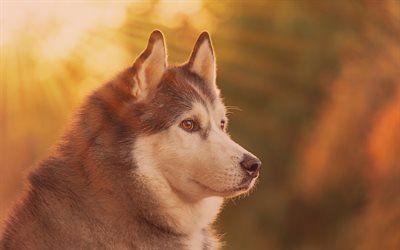 Perro Husky, close-up, los rayos del sol, Husky Siberiano, mascotas, peque&#241;o Husky, perros Husky
