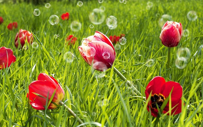 tulipas vermelhas, o verde da relva, bokeh, flores da primavera, flores vermelhas, flores silvestres, macro, tulipas