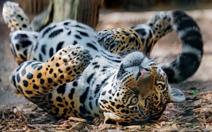 le jaguar, le chat sauvage, les animaux dangereux, de la faune, Panthera onca, les jeunes jaguar