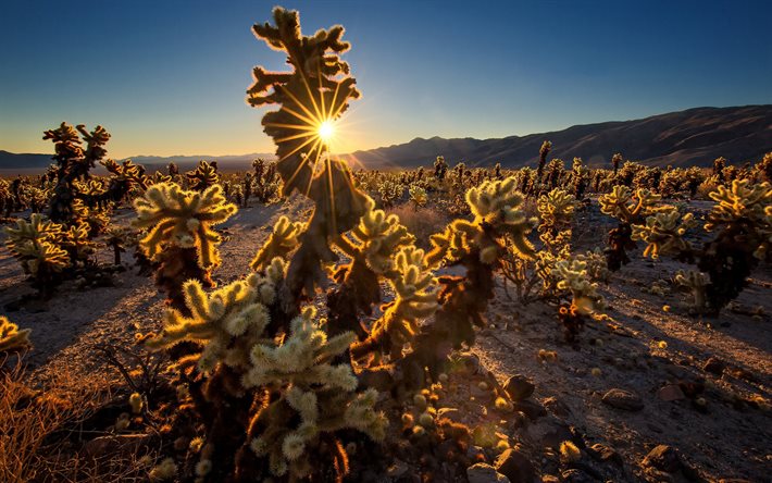 Cholla-Kaktusen Tr&#228;dg&#229;rd, Joshua Tree National Park, kv&#228;ll, sunset, Cactus, &#246;knen, San Bernardino County, Kalifornien, USA, Bergslandskapet