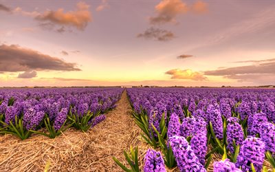 purple wildflowers, hyacinths, evening, sunset, flower field, Holland, Netherlands