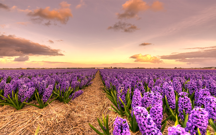 ダウンロード画像 紫野草 Hyacinths 夜 夕日 花畑 オランダ フリー のピクチャを無料デスクトップの壁紙