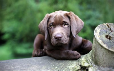 chocolate labrador, puppy, muzzle, retriever, dogs, pets, cute dogs, labradors