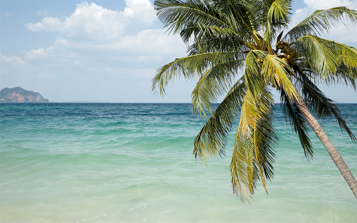 palm tree, ocean, tropical island, summer, seascape, coast, summer travel