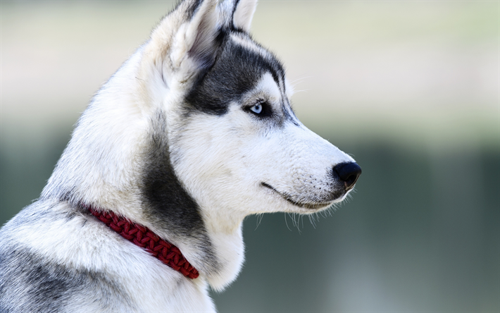 ダウンロード画像 ハスキー 近 ペット ボケ かわいい動物たち シベリアンハスキー 犬 シベリアンハスキー犬 フリー のピクチャを無料デスクトップの壁紙