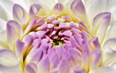 Dahlia, 4k, close-up, flores cor de rosa, broto