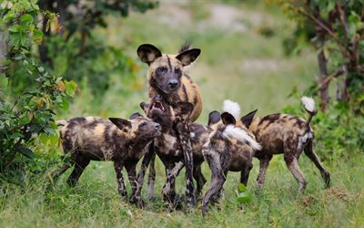 hyenas, family, wildlife, Africa, dangerous animals