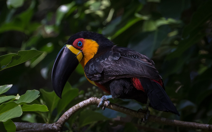 Toucan, wildlife, exotic birds, jungle, black toucan, Ramphastos ambiguus