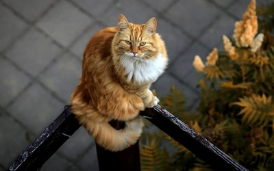 ginger cat with green eyes, pets, cute animals, cats, fluffy cat