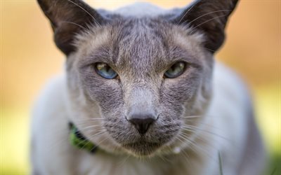 Peterbald, close-up, mascotas, animales lindos, gris peterbald, gatos, gato dom&#233;stico, Peterbald Gato