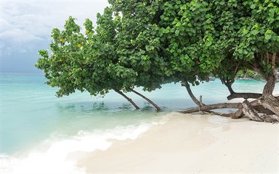 tropik ada, su, ağa&#231;lar, plaj, beyaz kum, mavi g&#246;l, g&#252;zel bir kumsal, yeşil ağa&#231;lar