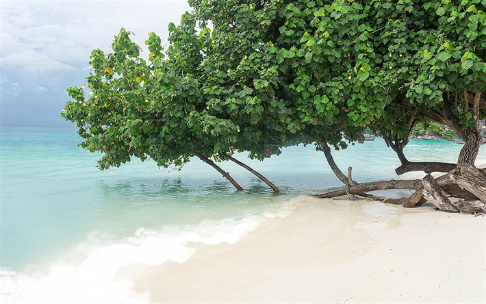 &#238;le tropicale, des arbres dans l&#39;eau, plage, sable blanc, lagon bleu, belle plage, les arbres verts