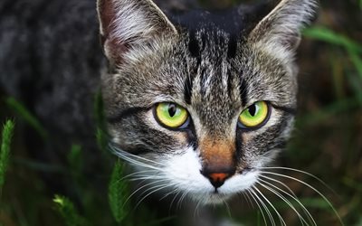 American Bobtail, gray short-haired cat, pets, cat with green eyes, cute animals