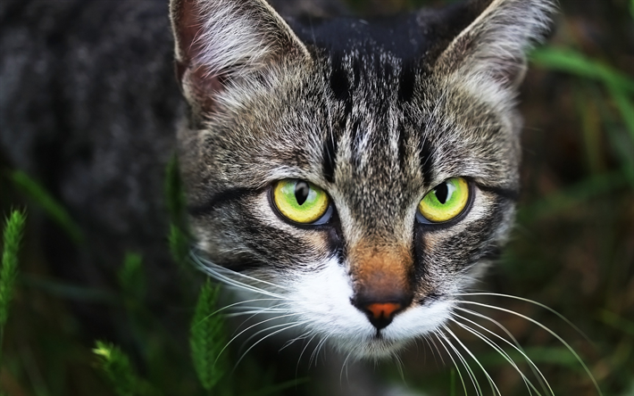 アメリカBobtail, グレーの短毛の猫, ペット, 猫と緑色の瞳を, かわいい動物たち