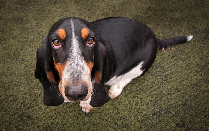 Basset Hounds, close-up, simp&#225;ticos animales, mascotas, perros, Basset Hounds Perro