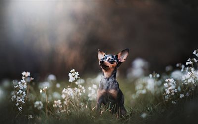 Rysk Toy Terrier, liten hund, husdjur, dekorativa raser av hundar, Russkiy Toy