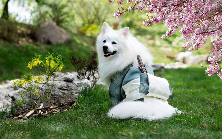4k, Samoyed, 侍, かわいい動物たち, 白い犬, 描犬, 犬, ペット, Samoyed犬