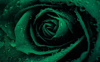 gr&#246;n ros, droppe vatten, rosebud, gr&#246;na blommor, rosor, gr&#246;na kronblad