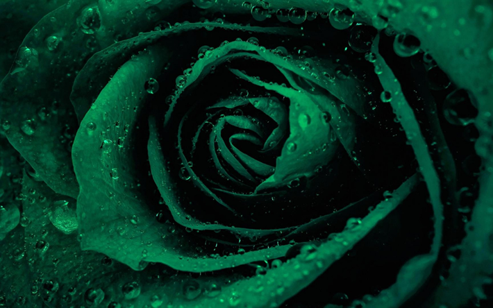 vert, rose, goutte d&#39;eau, bouton de rose, fleurs vertes, roses, p&#233;tales de