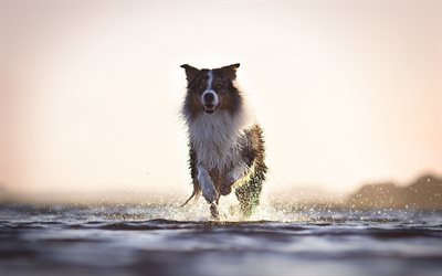 Border collie, el perro que corre, r&#237;o, salpicaduras de agua, noche, puesta de sol, mascotas, perros