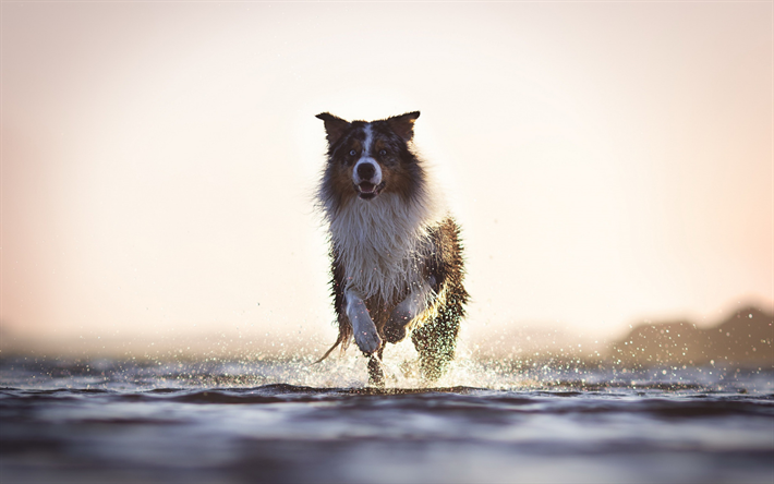 Border collie, running dog, river, splashing water, evening, sunset, pets, dogs