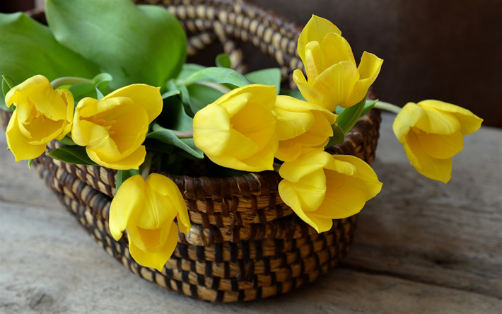 yellow tulips, flowers in a basket, yellow flowers, basket, tulips