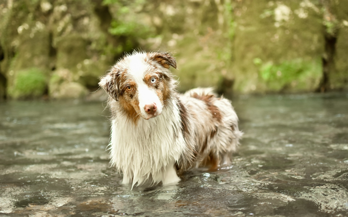 Le Berger australien, Australien, blanc brun chien, diff&#233;rente de la couleur des yeux, chien, animaux de compagnie, le chien dans l&#39;eau