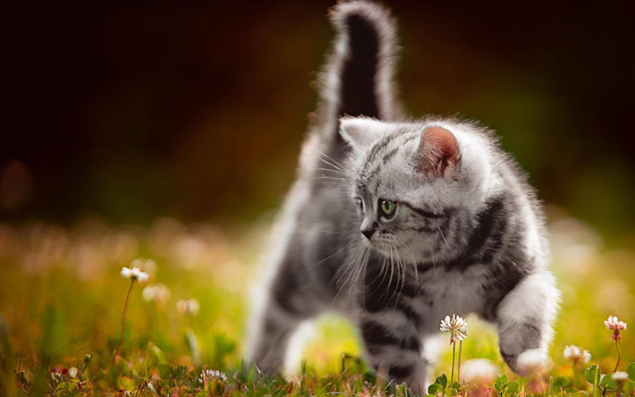 peque&#241;o gris gatito esponjoso, American Bobtail, por la noche, campo de flores, la hierba, los simp&#225;ticos animales, gatito, gato peque&#241;o