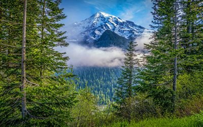 Mount Rainier National Park, 4k, stratovolcano, summer, forest, american landmarks, Washington, USA, Mount Rainier, America, beautiful nature
