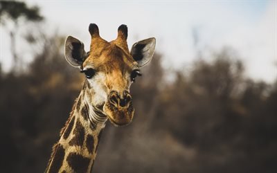 Giraff, vilda djur, sunset, Afrika