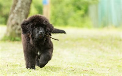 Affenpinscher, el perro Negro, 4k, simp&#225;ticos animales, la hierba verde, los perros