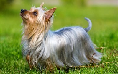 Australiska Silky Terrier, Hund, husdjur, gr&#246;nt gr&#228;s, sm&#229; hundar