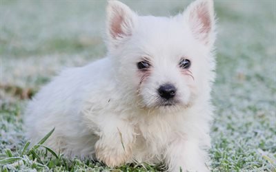 West Highland White Terrier, Puppy, dog, white furry puppy, pets, small dogs