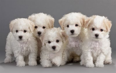 Bichon Frise, Puppies, small dogs, cute animals, white puppies, French dogs