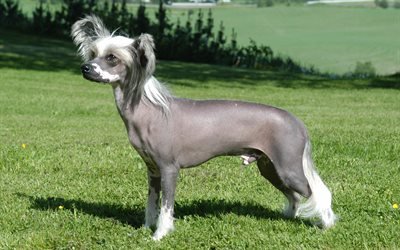 Chinese Crested Dog, perros Peque&#241;os, mascotas, verde hierba