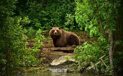 pardo, urso, floresta, EUA, a vida selvagem