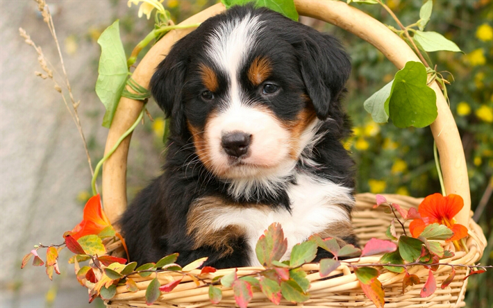Bernese Mountain Dog, filhote de cachorro, cesta de, cachorros