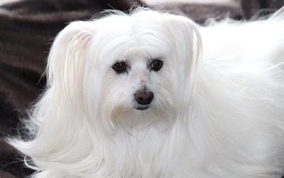 Maltese, Dog, small decorative dogs, cute animals, pets, white dog
