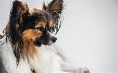 papillon, dog, Continental toy spaniel, puppy, pets