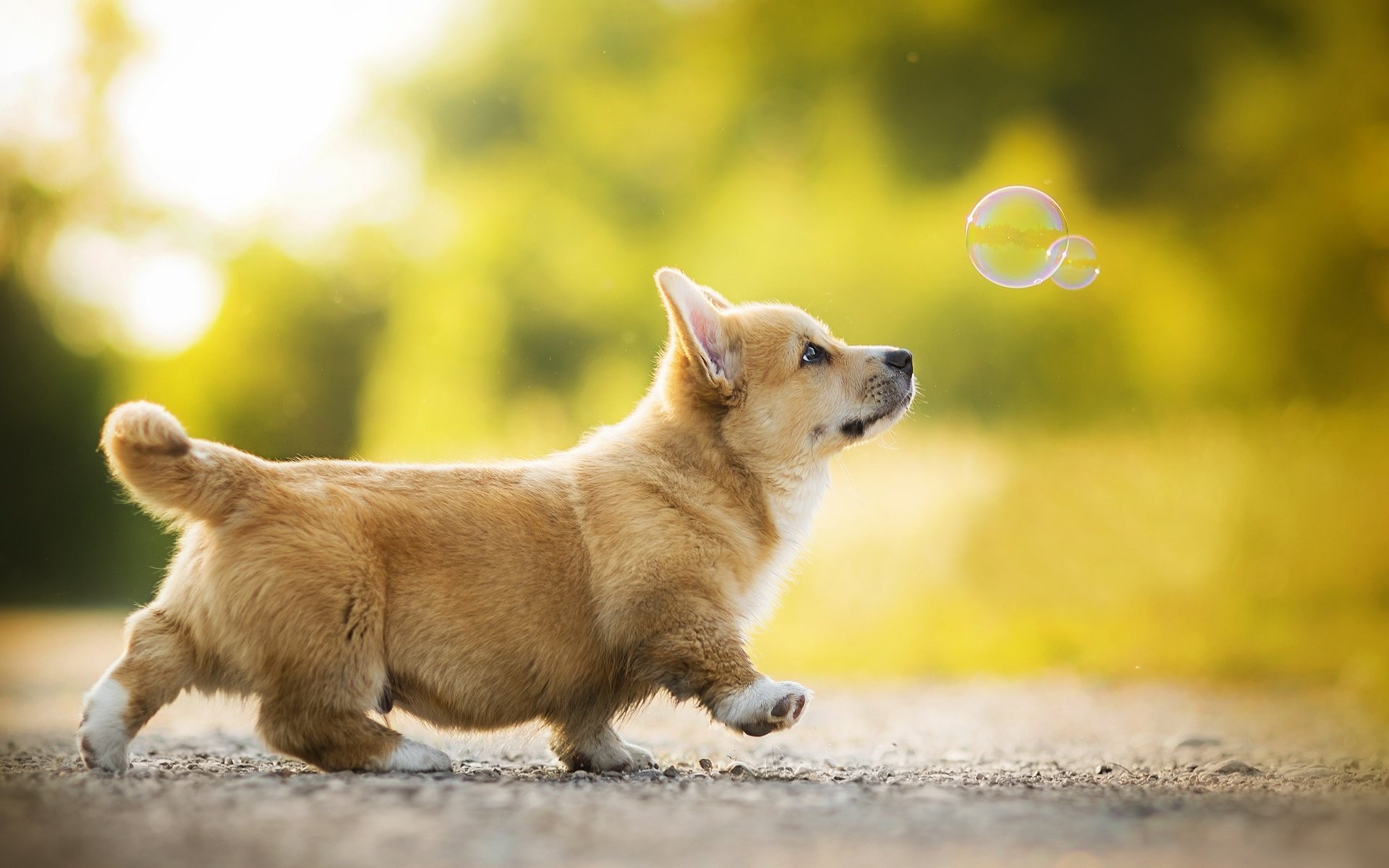 Download Wallpapers Welsh Corgi Puppy Bubbles Dogs For Desktop With Resolution 19x10 High Quality Hd Pictures Wallpapers