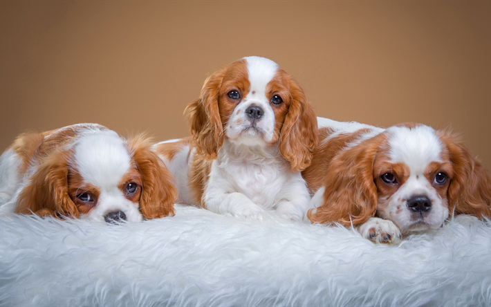 Spaniel, 4k, &#231;im, yavru, sevimli hayvanlar, k&#246;pekler