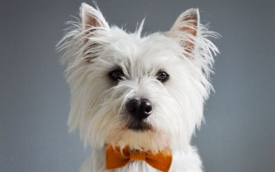 West Highland White Terrier, Cute dog, portrait, pets, small dogs
