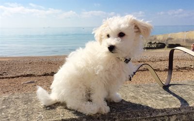 Bichon Frise, Small fluffy dog, cute animals, white dogs, decorative dogs