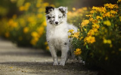白い小さな子犬, 豪州羊飼い犬, オーストラリア, かわいい犬, ペット, 小さな羊飼い犬