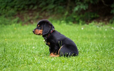 4k, Rottweiler bokeh, gramado, filhote de cachorro, animais de estima&#231;&#227;o, pequeno rottweiler, cachorros, Rottweiler, animais fofos, Cachorro Rottweiler