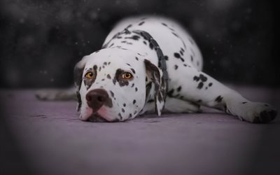 Dalmatian, white dog with black spots, cute animals, dogs, pets