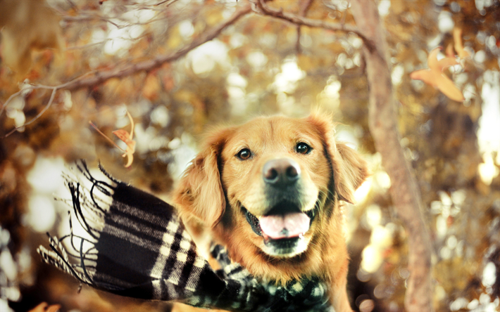 golden retriever, herbst, labrador, hunde, wald, haustiere, niedliche hunde, golden retriever hund