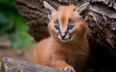caracal, small cute lynx, cub, wildlife, steppe lynx
