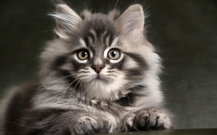 Maine Coon, kitten, fluffy cat, cute animals, close-up, gray Maine Coon, pets, cats, domestic cats, Maine Coon Cat