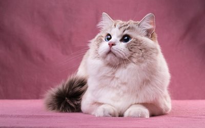 white fluffy cat, cute animals, cat with blue eyes, Siamese cat, pets